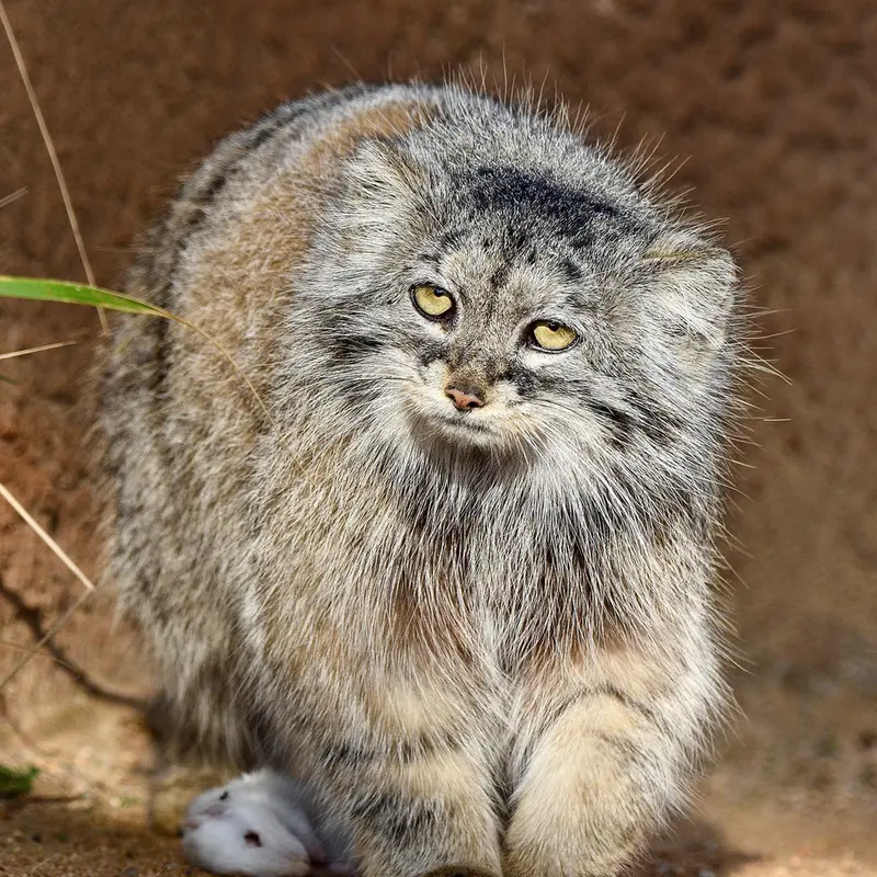 Фотография Принцессы в Пражском Зоопарке