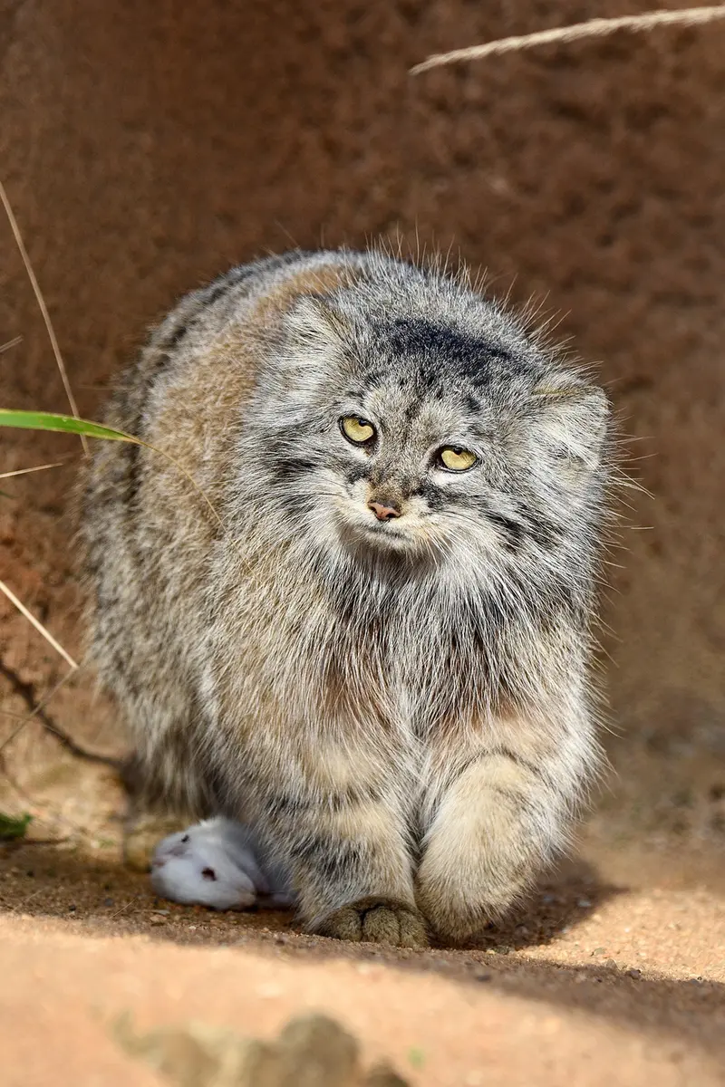 Фотография Принцессы в Пражском Зоопарке