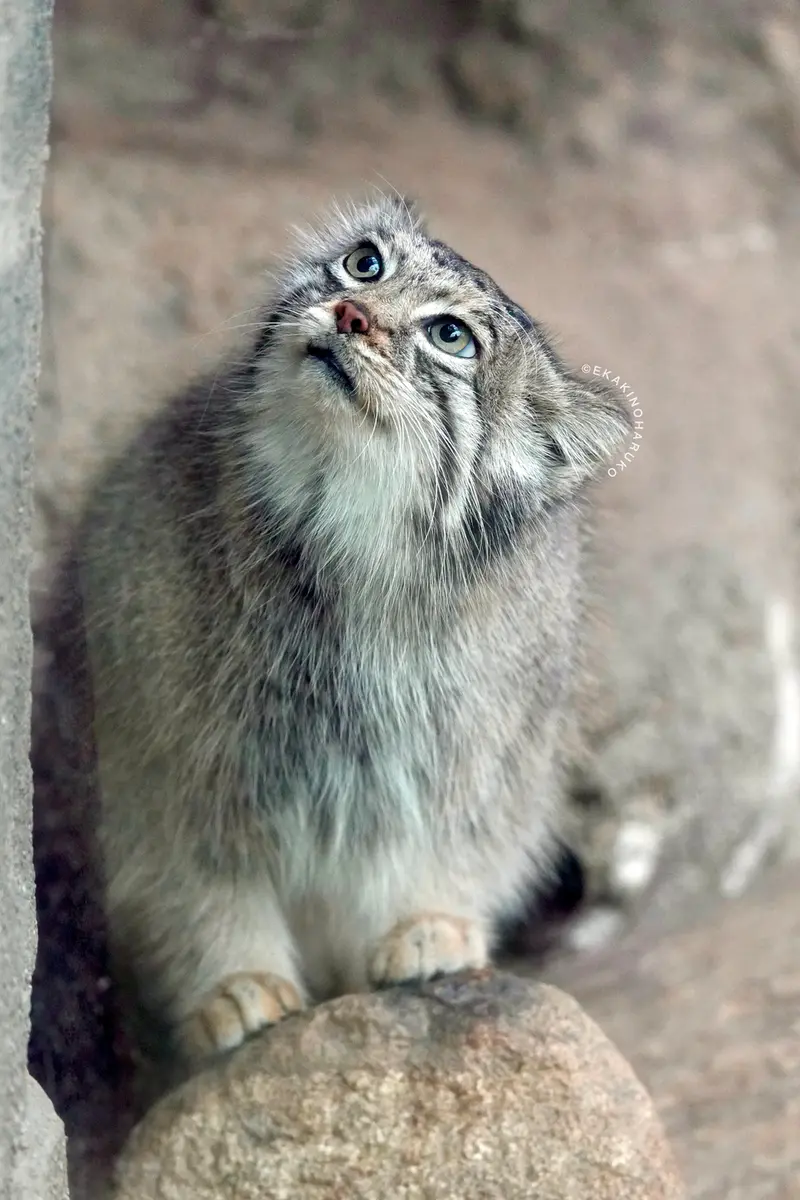 Фотография Аз в Царстве Животных Кобе