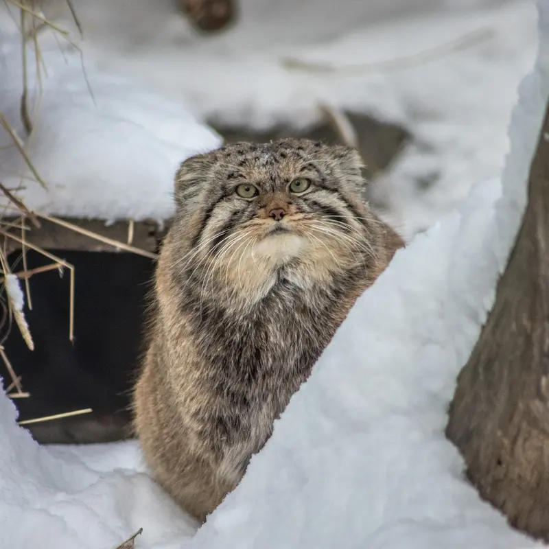 Фотография Хвостика в Новосибирском Зоопарке