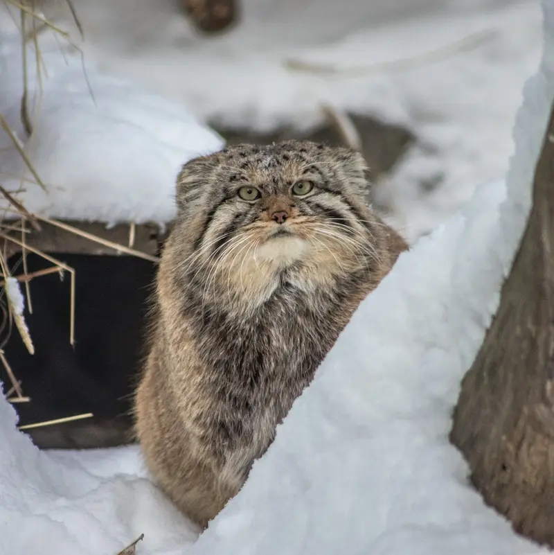 Фотография Хвостика в Новосибирском Зоопарке