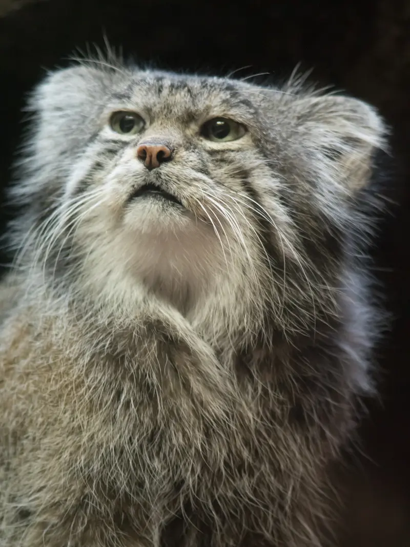 Фотография Клёна в Зоопарке Уено