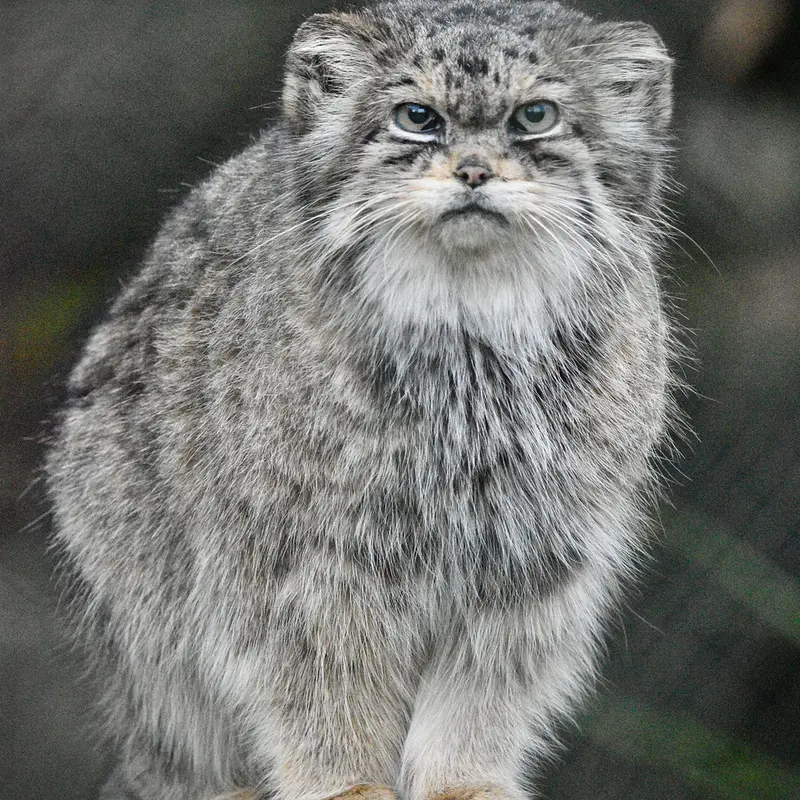 Фотография Джучи в Парке Диких Животных Хоулеттс