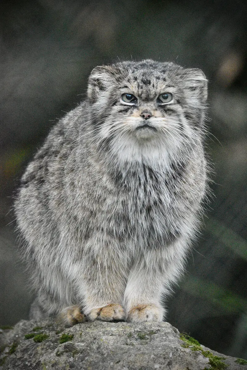 Фотография Джучи в Парке Диких Животных Хоулеттс