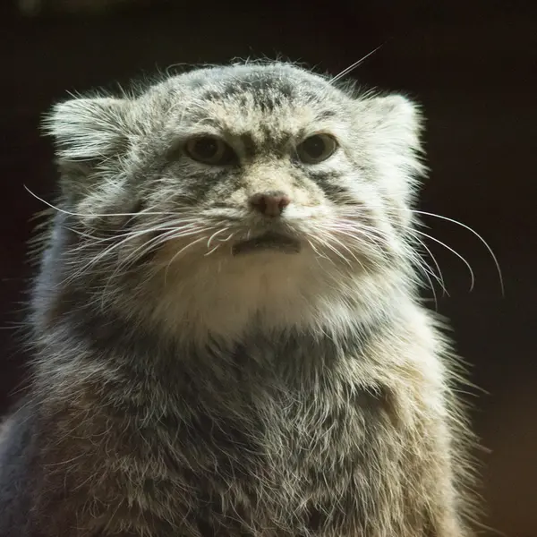 Фотография Примулы в Зоопарке Уено