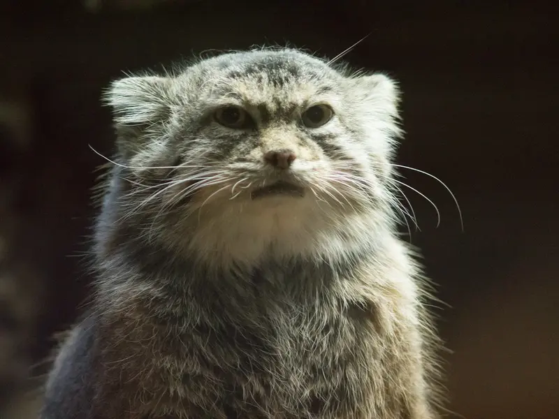 Фотография Примулы в Зоопарке Уено