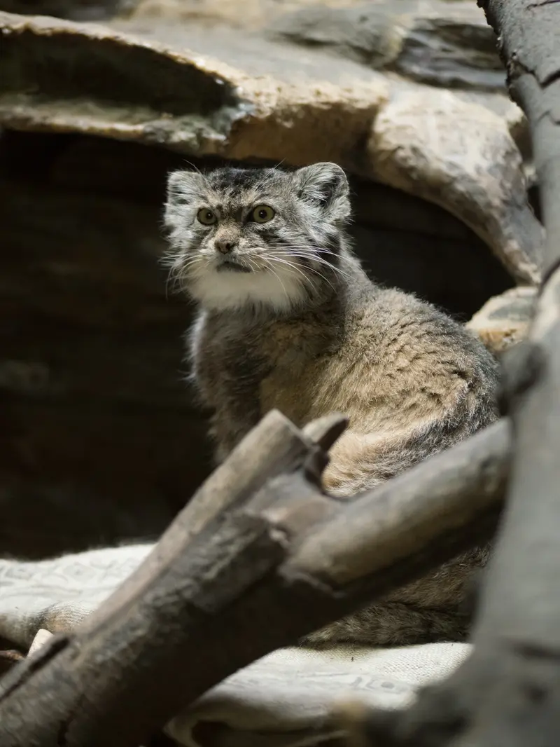 Фотография Примулы в Зоопарке Уено