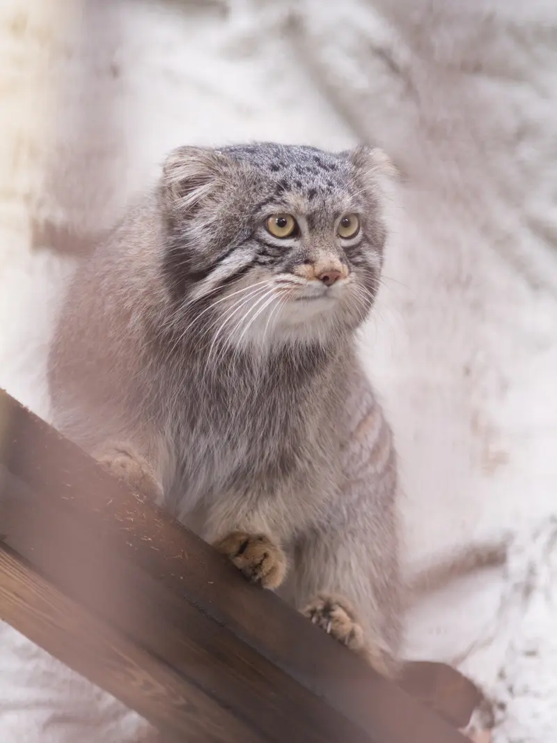 Фотография Фиги в Зоопарке Ногеяме