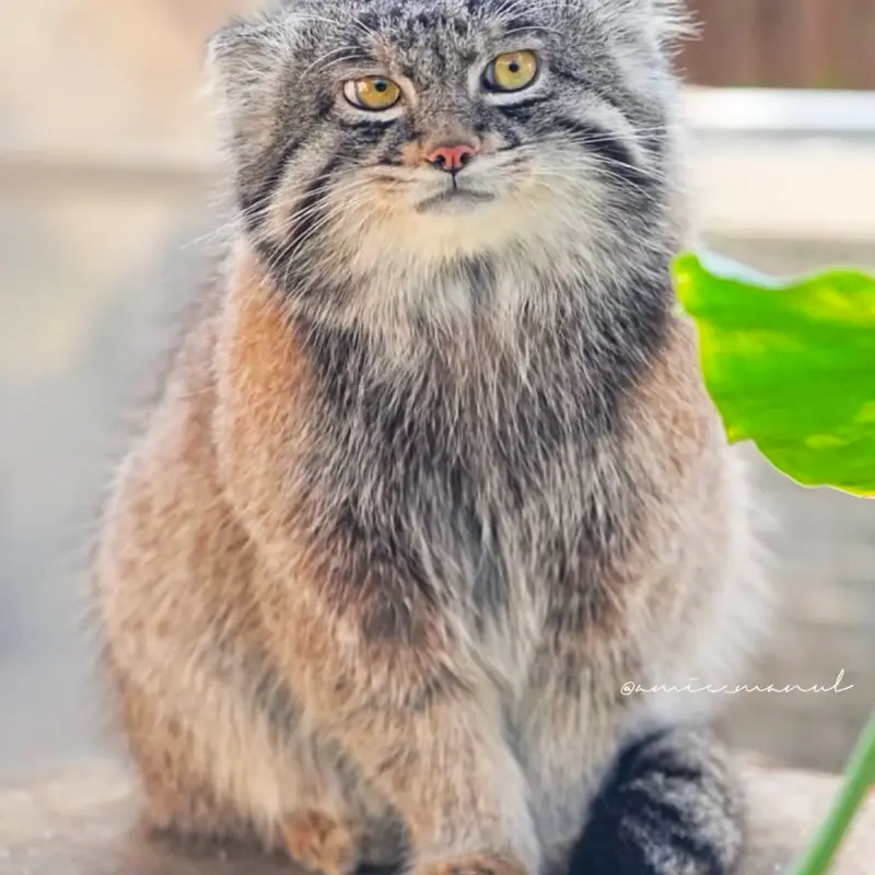 Фотография с манулом
