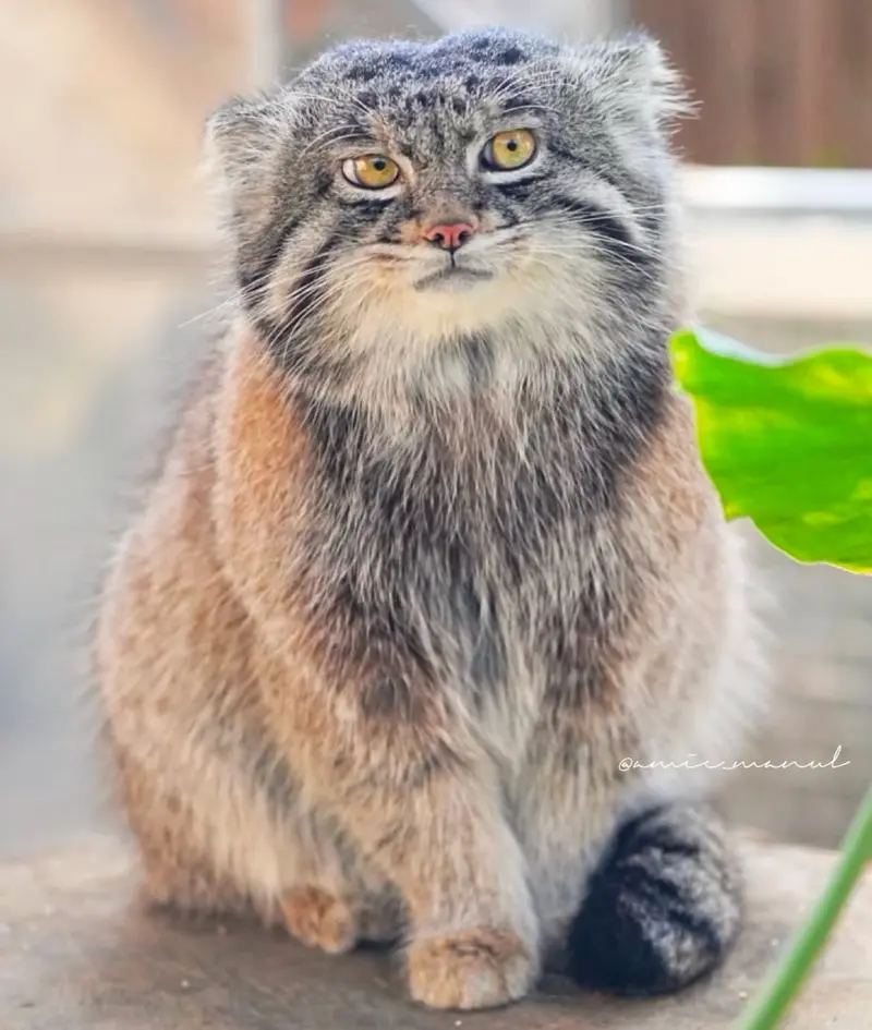 Фотография с манулом