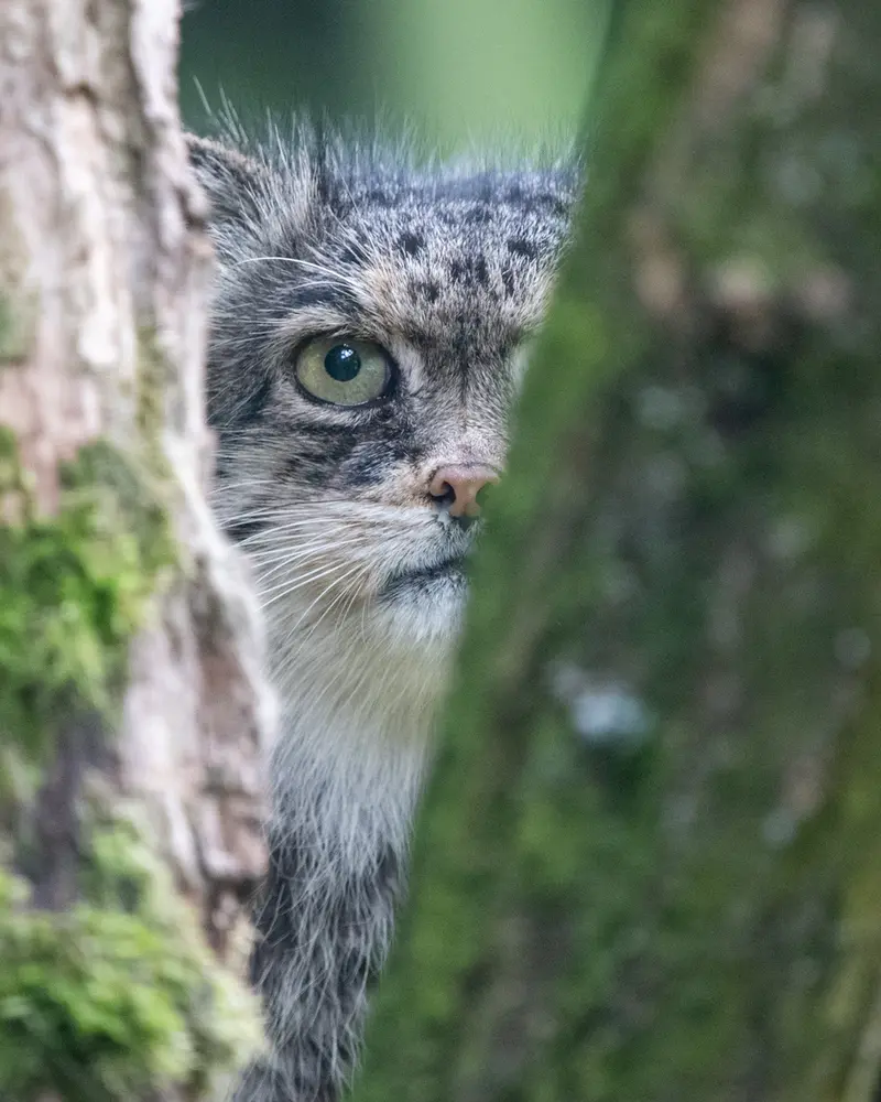 Фотография Паццо в Лодзинском Зоопарке
