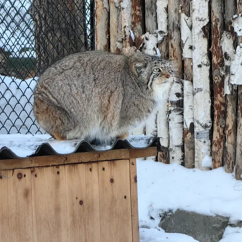 Фотография Евы в Новосибирском Зоопарке