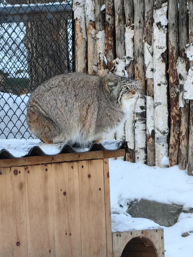 Фотография Евы в Новосибирском Зоопарке