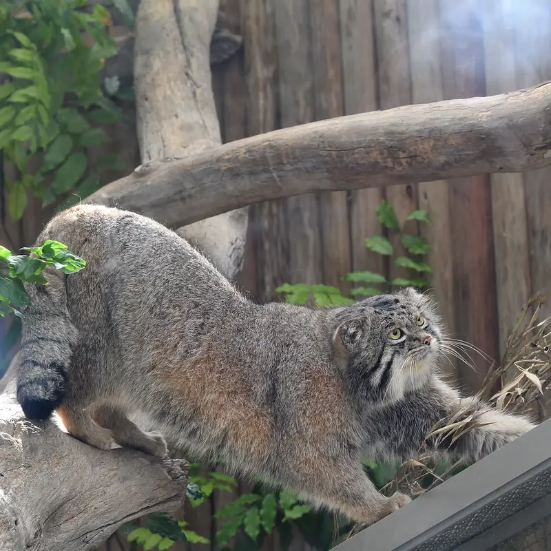 Фотография Нара в Царстве Животных Кобе
