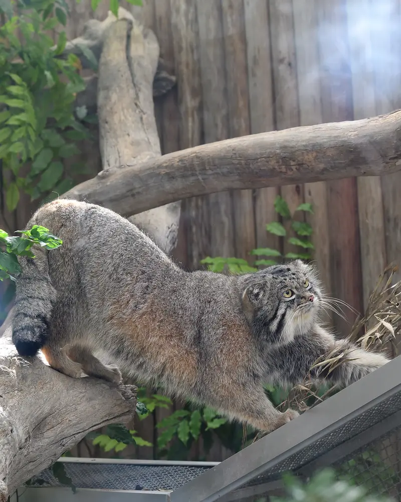 Фотография Нара в Царстве Животных Кобе