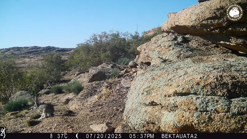 Фотография Заяц-Русака с фотоловушки Бектауата 2