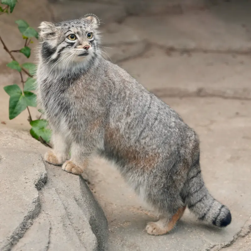 Фотография Ото в Царстве Животных Кобе