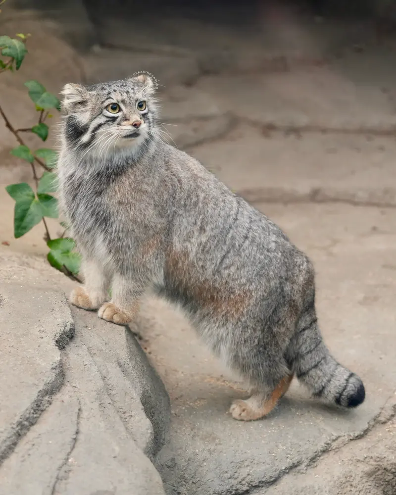 Фотография Ото в Царстве Животных Кобе