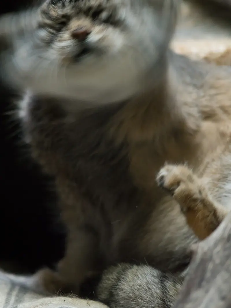 Фотография Примулы в Зоопарке Уено