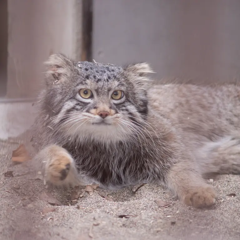 Фотография Фиги в Зоопарке Ногеяме