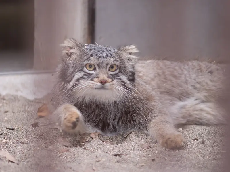 Фотография Фиги в Зоопарке Ногеяме