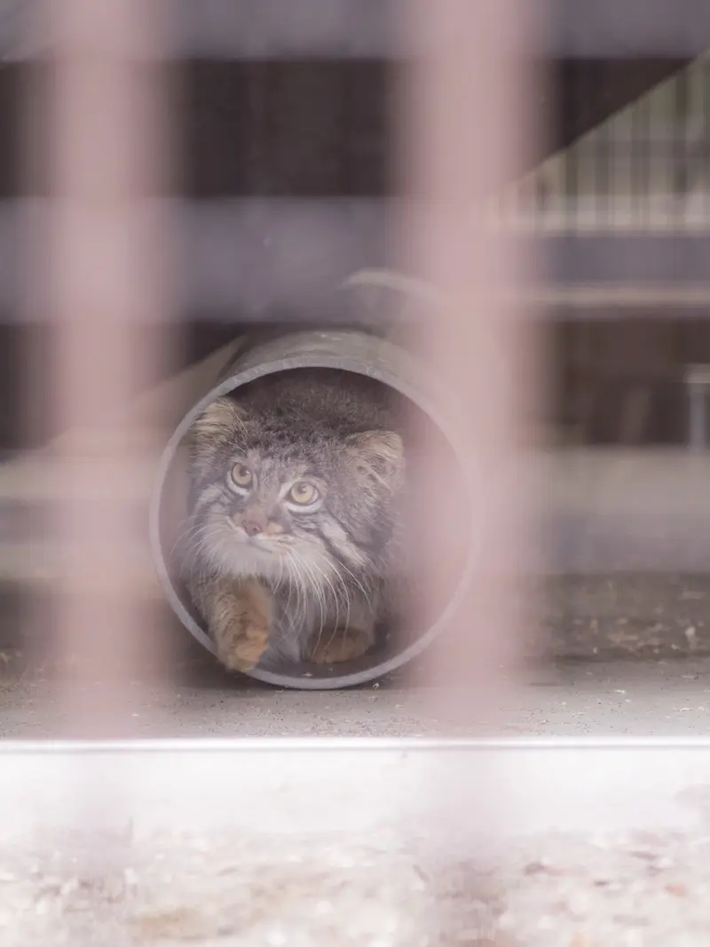 Фотография Фиги в Зоопарке Ногеяме