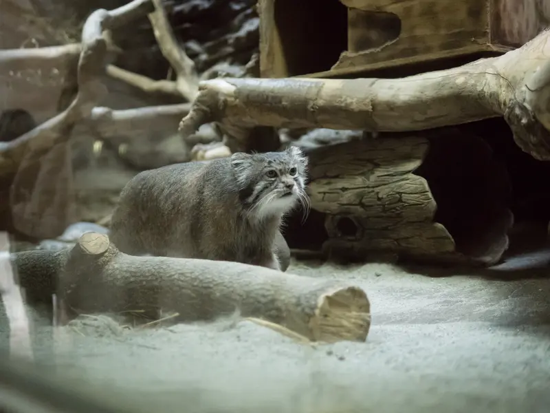 Фотография Клёна в Зоопарке Уено