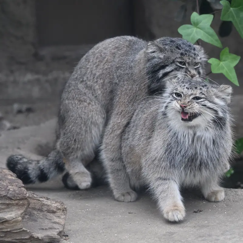 Фотография Аз в Царстве Животных Кобе