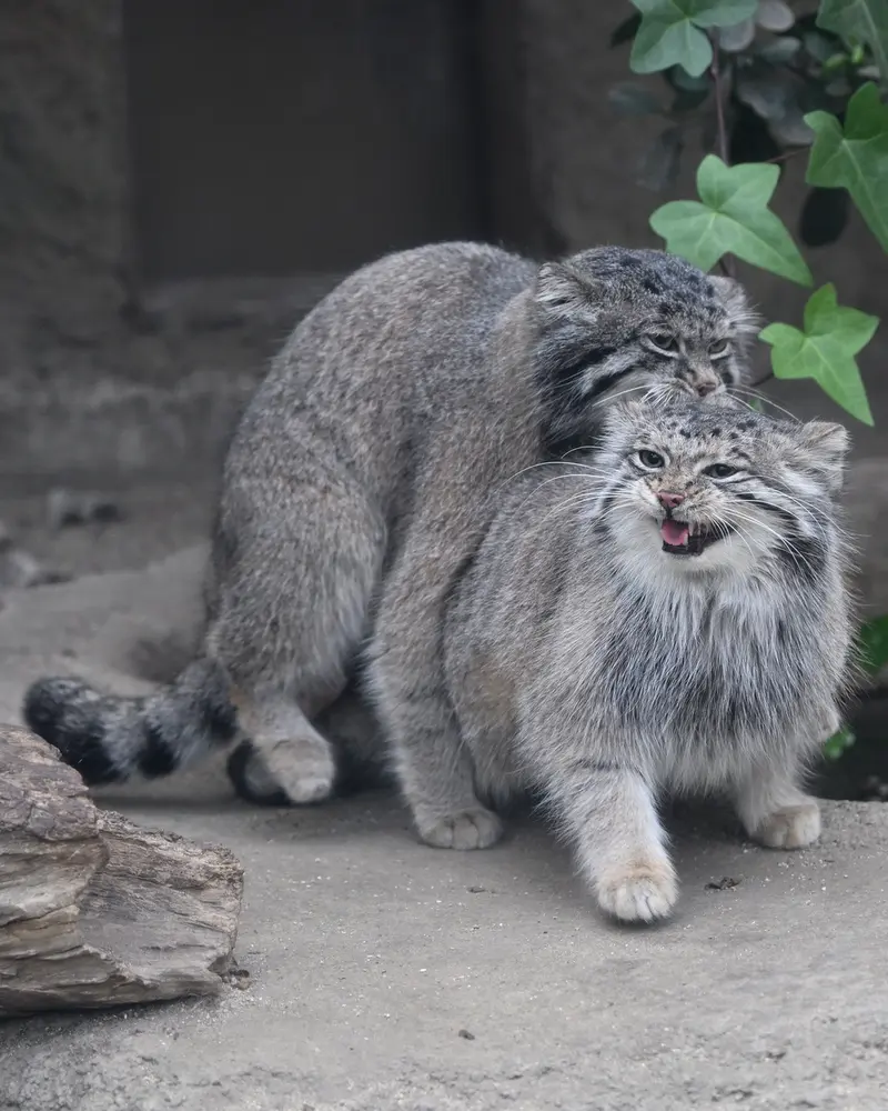 Фотография Аз в Царстве Животных Кобе