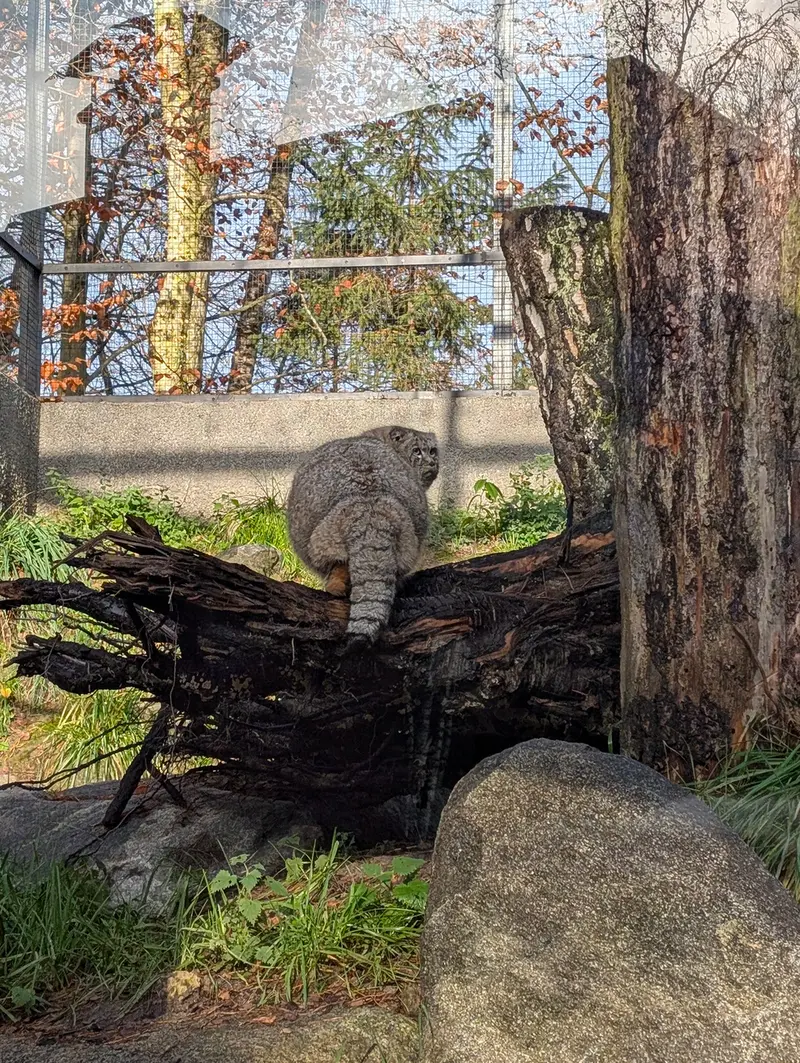 Фотография Мануэля в Гданском Зоопарке