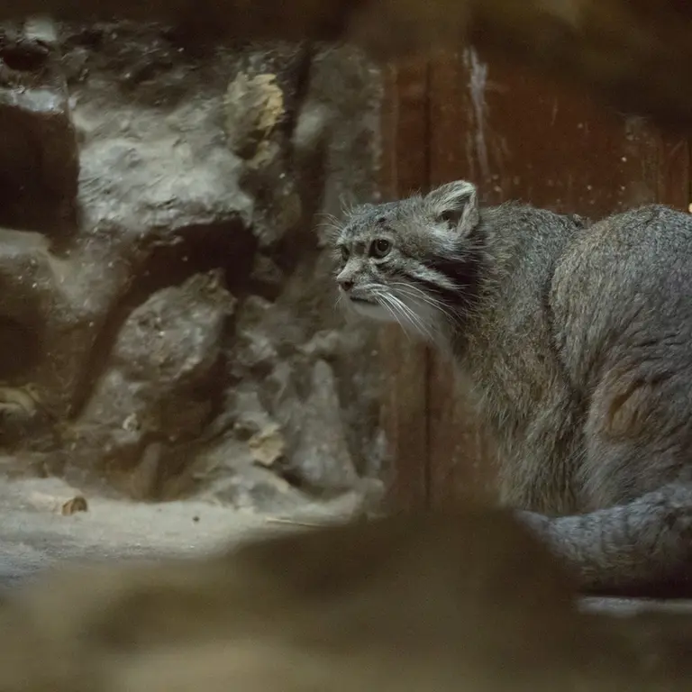 Фотография Клёна в Зоопарке Уено