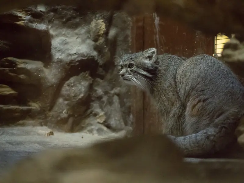 Фотография Клёна в Зоопарке Уено