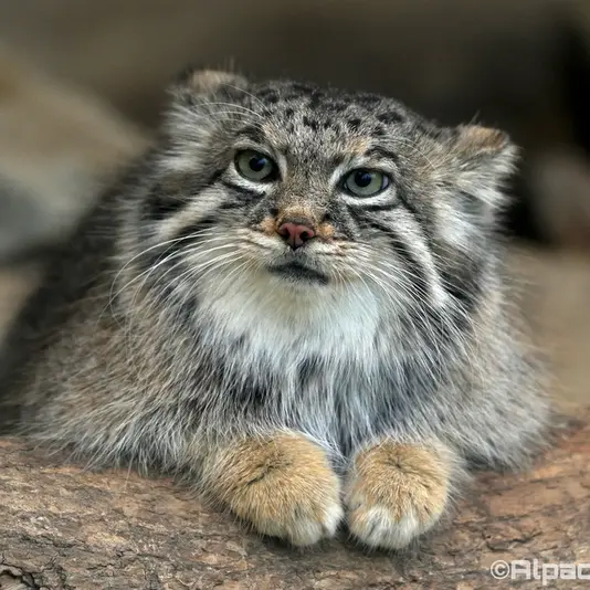 Фотография Аз в Царстве Животных Кобе