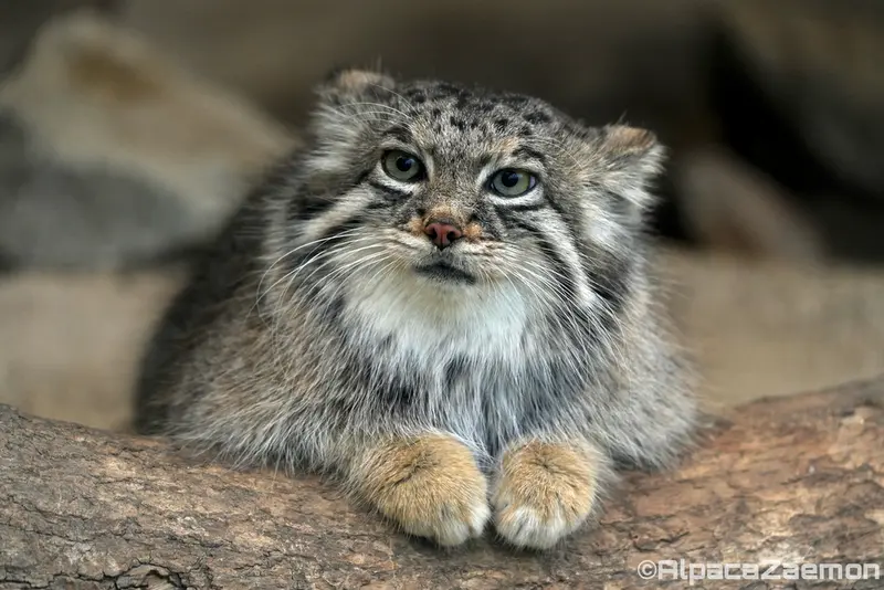 Фотография Аз в Царстве Животных Кобе