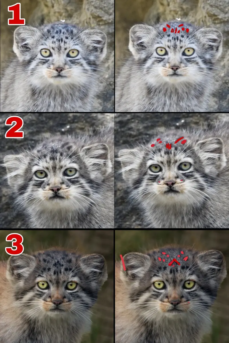 Фотография с манулом