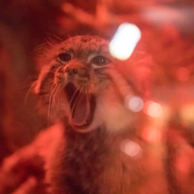 Фотография Найма в Зоопарке Уено