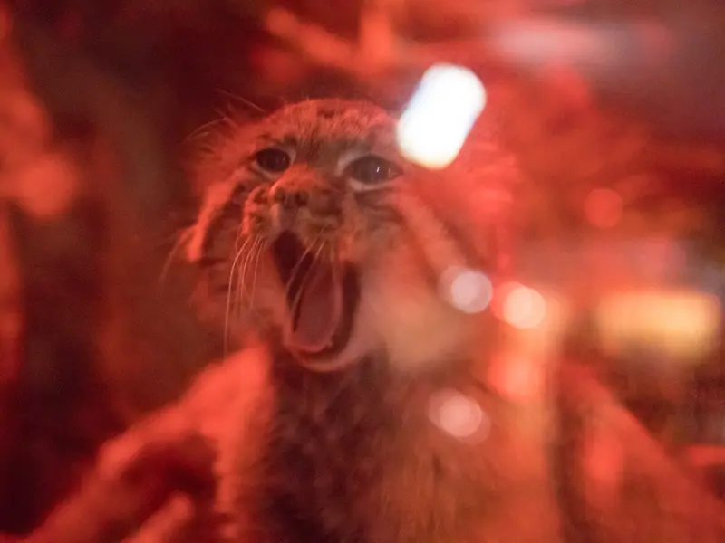 Фотография Найма в Зоопарке Уено