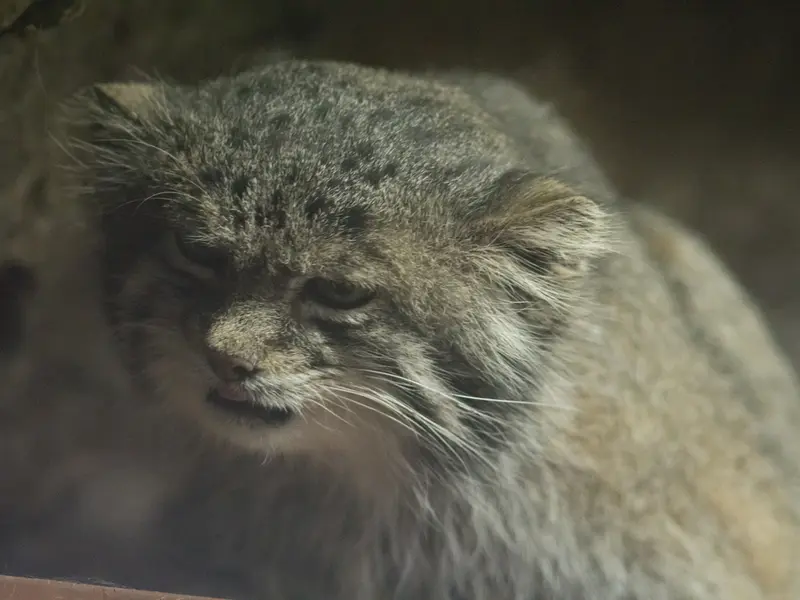 Фотография Клёна в Зоопарке Уено