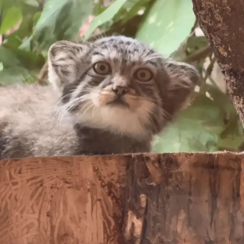 У котят Пепе и Шу из Ленинградского зоопарка появились имена!