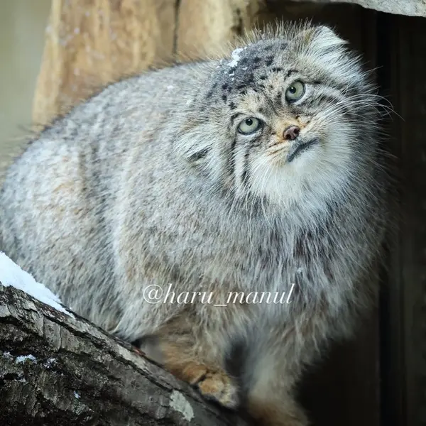 Фотография Полли в Царстве Животных Насу