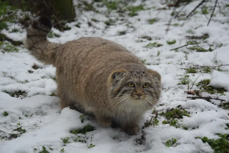 Фотография Люси в Будапештском Зоопарке