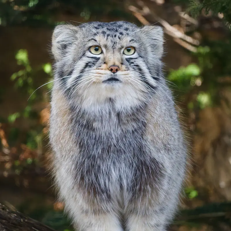 Фотография Нагому в Царстве Животных Насу