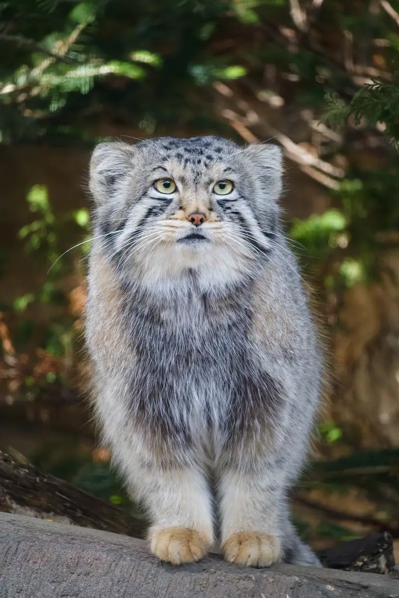 Фотография Нагому в Царстве Животных Насу