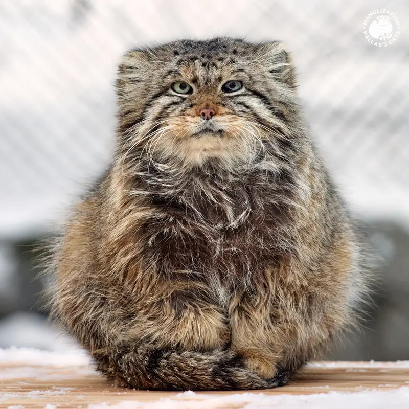 Фотография Зеленогорска в Новосибирском Зоопарке