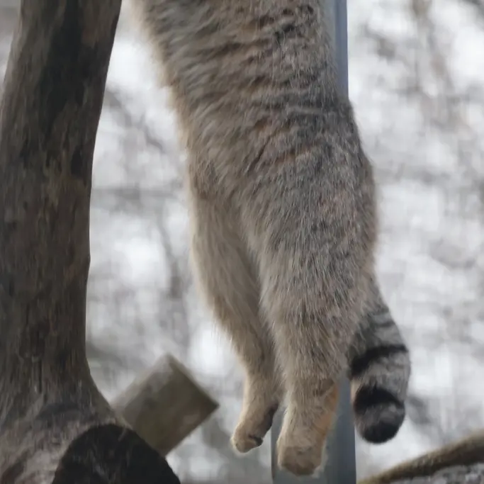 Фотография с манулом