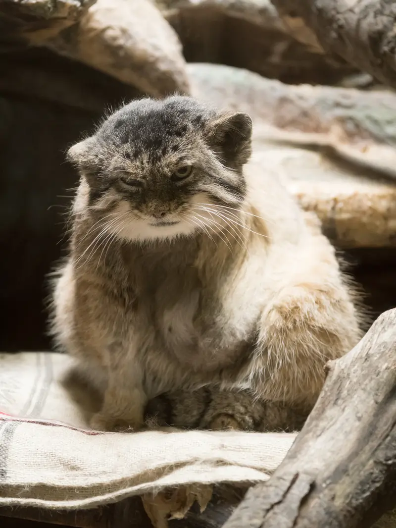 Фотография Примулы в Зоопарке Уено