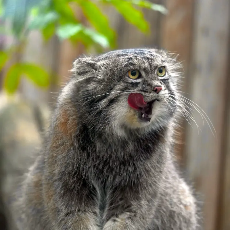 Фотография Нара в Царстве Животных Кобе