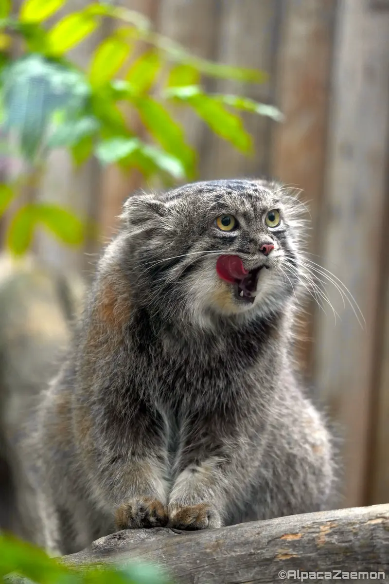 Фотография Нара в Царстве Животных Кобе