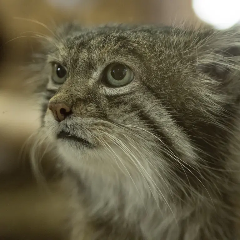 Фотография Клёна в Зоопарке Уено