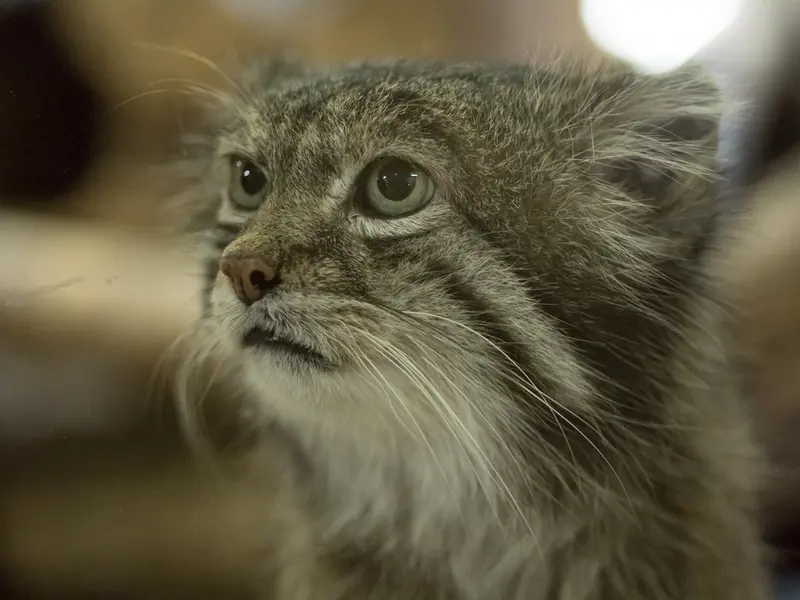 Фотография Клёна в Зоопарке Уено